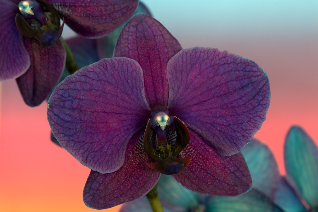 orchideeën orchidee orchideeen hdr bloem Orchidaceae natuur flora bloemen orchis sierbloem sierplant phalaenopsis orchidaceae